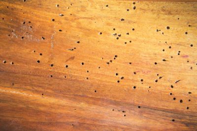 Control de Plagas en Córdoba