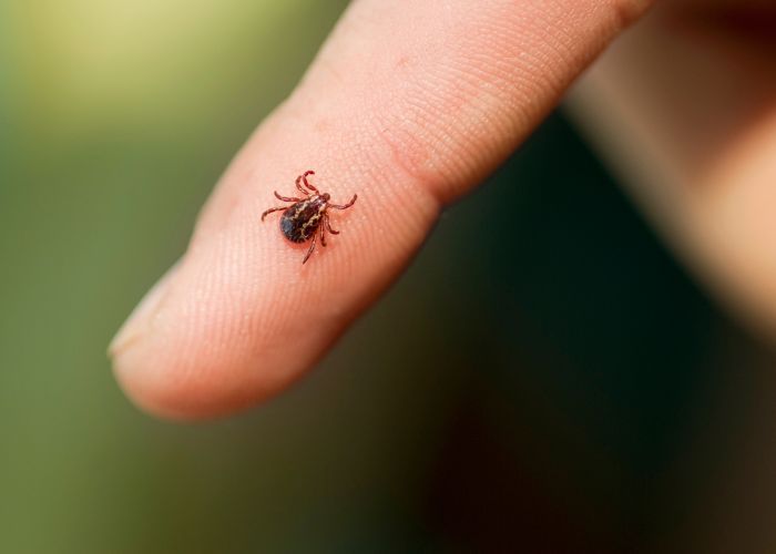 ¿Por qué son peligrosas las garrapatas en verano? - Dobuss