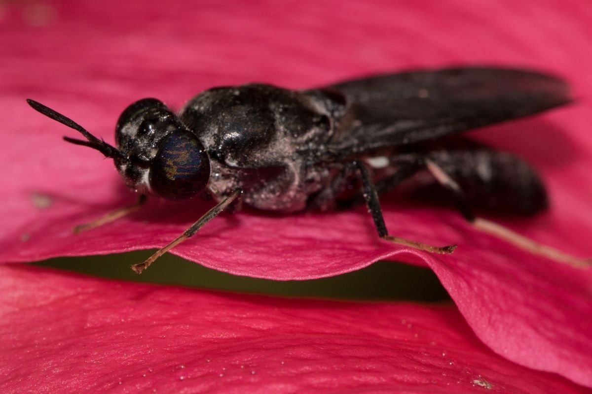 La mosca negra, alerta de riesgo para la salud en España