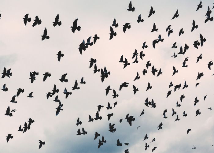 ¿Por qué es tan importante controlar las plagas de aves? - Abecor