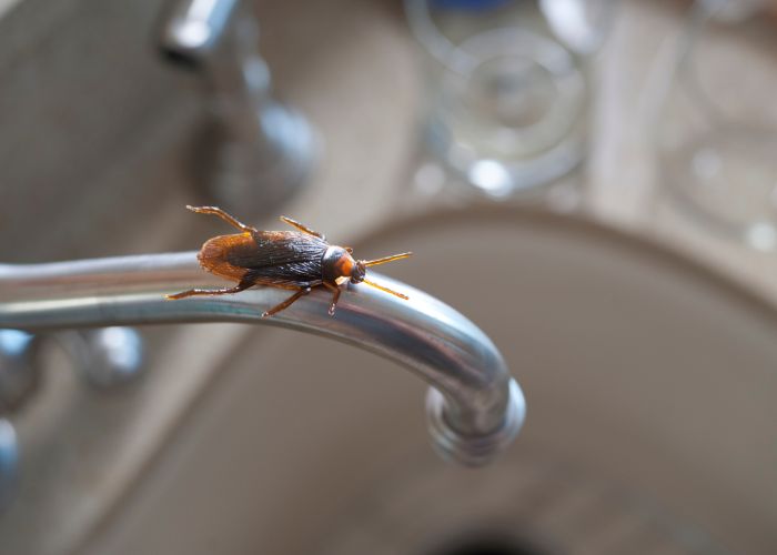 Por qué no debes pisar las cucarachas - Abecor