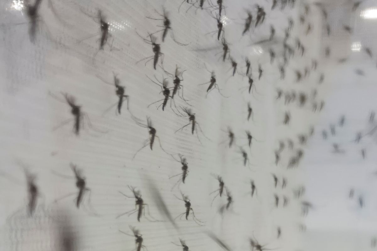 ¿Cómo evitar mosquitos en tu negocio? - Abecor