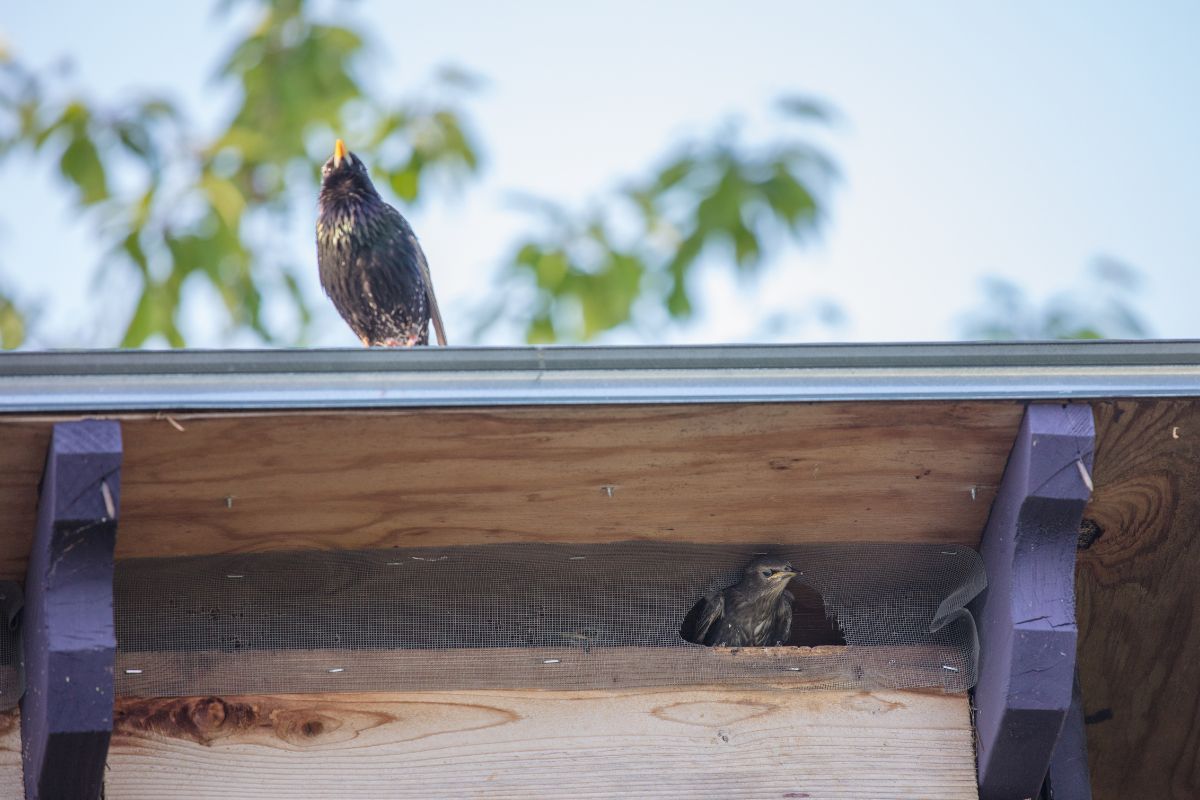 5 señales de que tienes un problema de aves - Abecor