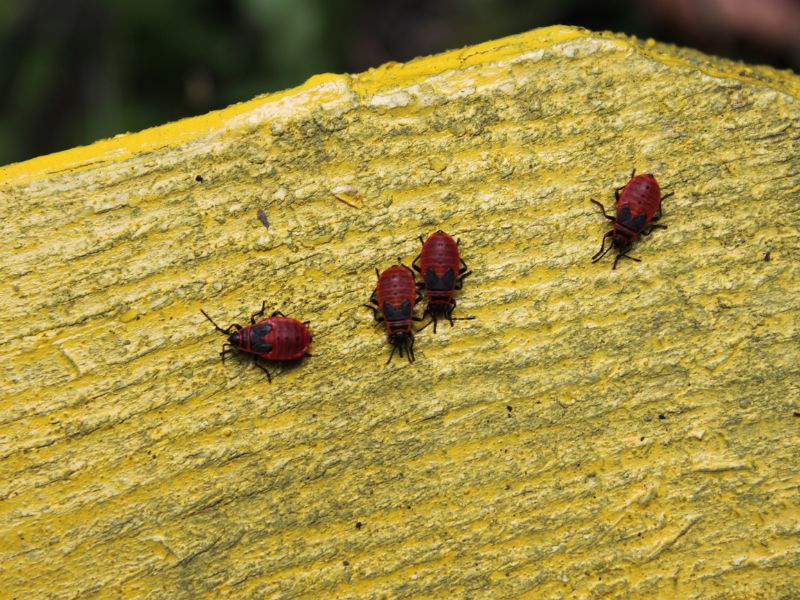 Plagas de chinches. ¿Realmente son un problema? - Abecor