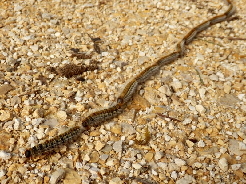 ¿Cómo eliminar la oruga procesionaria? - Abecor