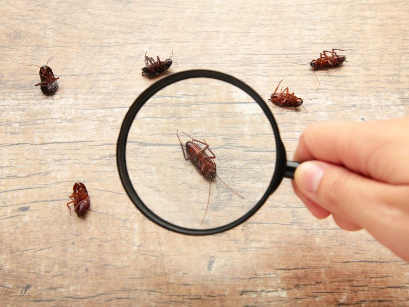 Consejos para mantener a raya las plagas en primavera - Abecor