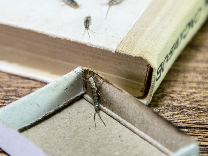 ¿Cómo encontrar el nido de los pececillos de plata? - Abecor