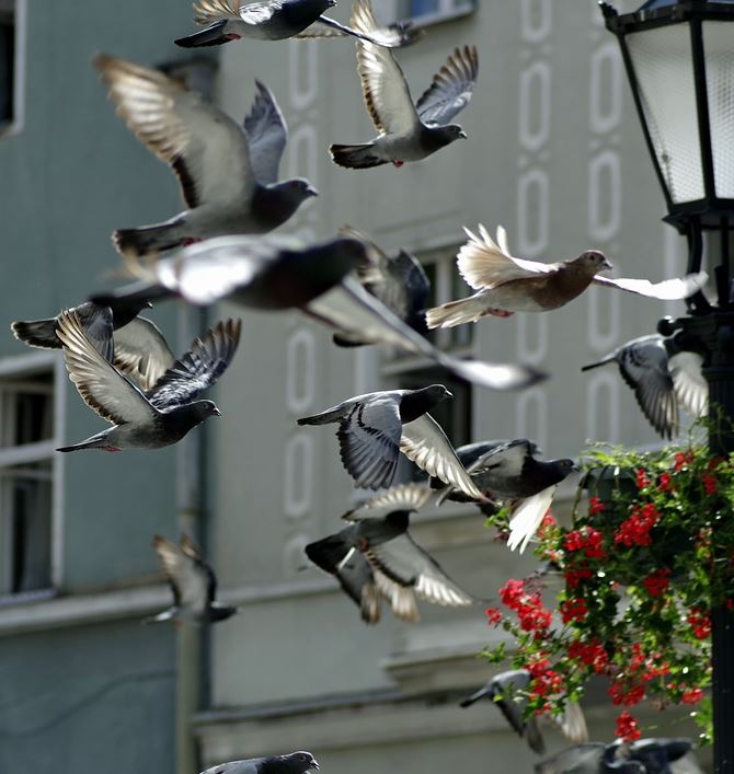 Antipalomas-Córdoba