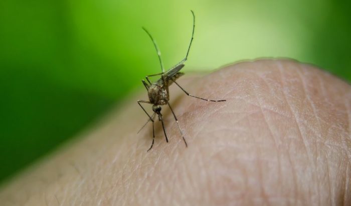 Eliminar Plaga de Mosquitos en Córdoba
