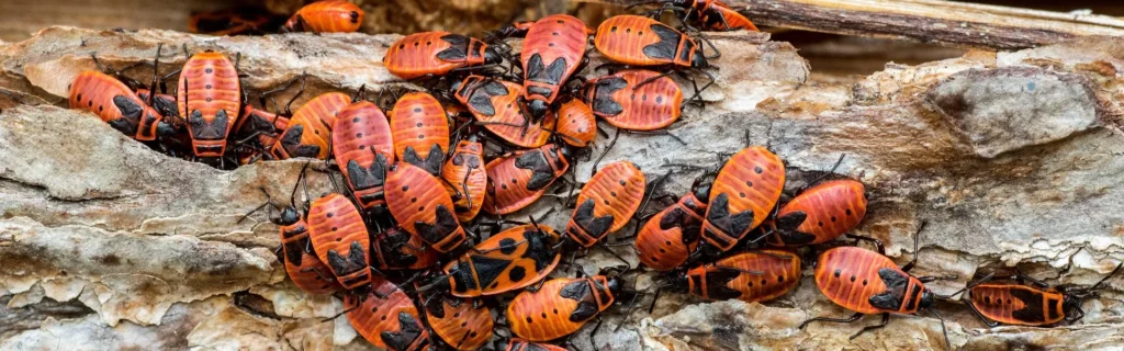Eliminar Chinches en Córdoba